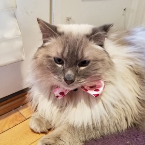 Fundraising Page: Lori Kania